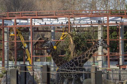 El zoo de Barcelona en obres.