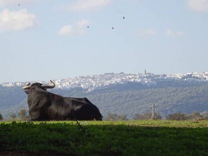 Las rutas por las ganader&iacute;as del toro de lidia permiten contemplar la grandeza de este animal en su h&aacute;bitat natural.