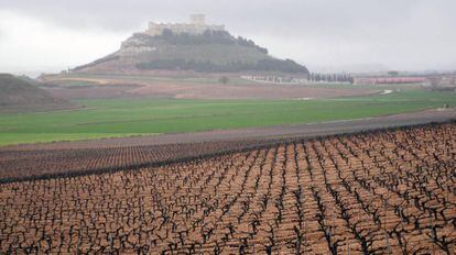 Viñedo en la provincia de Valladolid.