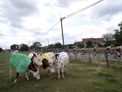 Las vacas decoradas con los maillots del Tour pasan de mirar a los ciclistas que atraviesan Francia.