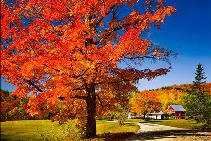 El árbol de la foto, tomada en una granja rural de Vermont, en la costa este de Estados Unidos, es un arce rojo (‘Acer rubrum’), y en pocos días, con los aires crepusculares del otoño, virará el color de sus hojas del amarillo naranja al rojo bermellón. Vermont es uno de los seis Estados ­(Maine, New Hampshire, Vermont, Massachusetts, Rhode Island y Connecticut) que constituyen la región de Nueva Inglaterra, territorio de la costa oriental de Estados Unidos delimitado al norte por Canadá y al sur por Nueva York. Aquí, cada otoño es el momento del ‘leaf peeping’, que consiste en mirar cómo los árboles cambian de color. El ‘fall foliage’, el espectáculo fugaz de la otoñada, tiene distintas fases: green, turning, moderate, peak, fading y gone (verde, en proceso de cambio, moderado, en el punto álgido, apagándose y acabado). Y se vive como un acontecimiento: las oficinas locales de turismo elaboran mapas de las variaciones cromáticas en sus bosques, con información con las mejores rutas y fechas para visitarlos. Sleepy Hollow es el título de un relato de Washington Irving sobre un jinete sin cabeza; de una película de terror dirigida en 1999 por Tim Burton y protagonizada por Johnny Depp, Christina Ricci y Miranda Richardson basada en el cuento de Irving, y el nombre de la pequeña aldea de Mount Pleasant, en el condado de Westchester (Nueva York), donde transcurre la historia y está enterrado el escritor. Aunque no tenga nada que ver, Sleepy Hollow es como se conoce la granja de la foto, uno de los parajes favoritos de los fotógrafos estadounidenses en otoño, perdida en un bosque de Vermont, Nueva Inglaterra, donde el fall foliage, la otoñada, se vive como un acontecimiento, y el leaf peeping, el placer de contemplar los colores cambiantes de las hojas, es una auténtica pasión. Estados como Maine, Nuevo Hampshire, Vermont, Massachusetts, Rhode Island y Connecticut elaboran estos días mapas de las variaciones cromáticas en sus bosques, con información sobre las mejores rutas y fechas para visitarlos.