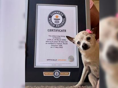 Pebbles, después de recibir el Récord Guinness por ser la perrita más longeva del planeta.