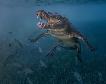 Un cocodrilo salvaje fotografiado en la zona de Júcaro, Cuba.