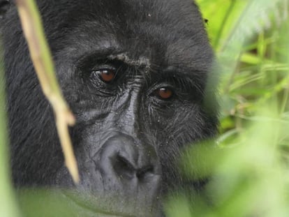 Gorila en el bosque impenetrable de Bwindi.