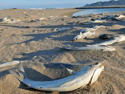 Algunos de los peces muertos en las playas de Pals y Begur.