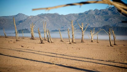 Troncos secos en la presa Theewaterskloof, afectada por la sequía, cerca de Ciudad del Cabo (Sudáfrica).