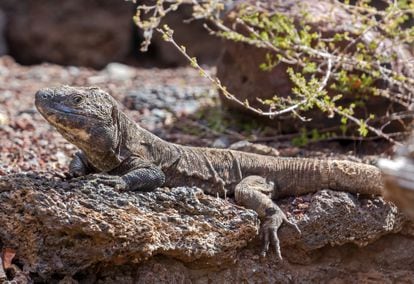 Un lagarto gigante en la isla canaria de El Hierro.