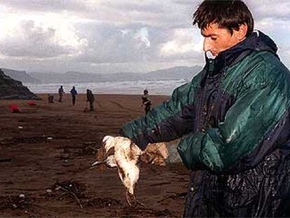 Un voluntario limpia un pájaro contaminado por el fuel en la playa vizcaína de Sopelana.
