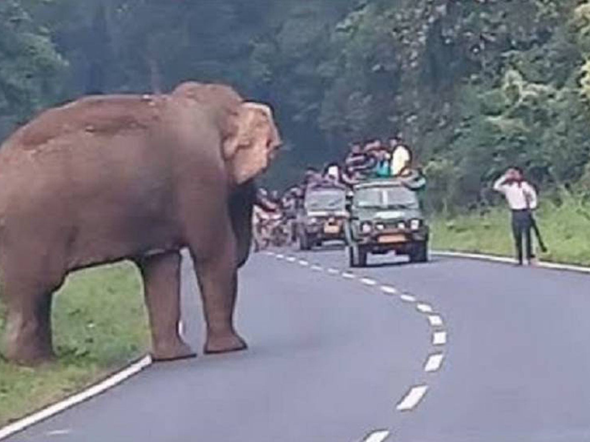 Un elefante mata a un hombre que se acercó al animal para hacerse un selfi  | Vídeos | EL PAÍS