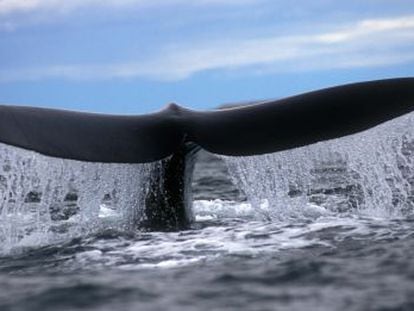 &ldquo;Y entonces, a escasos 20 metros por babor emergi&oacute; la ballena&rdquo;. Un cet&aacute;ceo retratado en Argentina. 