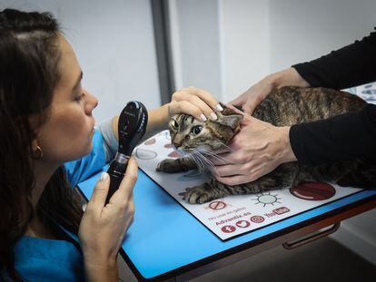 La veterinaria Beatriz Hernández revisaba el martes a 'Garra', una gata castrada, en la clínica veterinaria Labrador de Madrid.