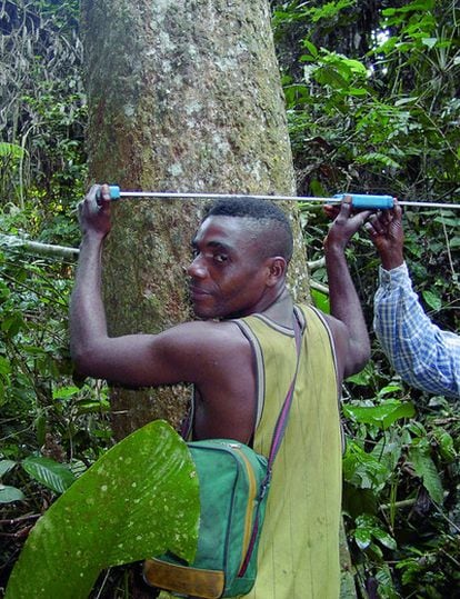 Inventario de árboles tropicales en Congo.