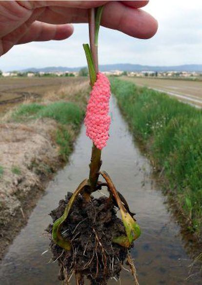 Colorida puesta de un caracol manzana en el tallo de una planta del delta del Ebro.