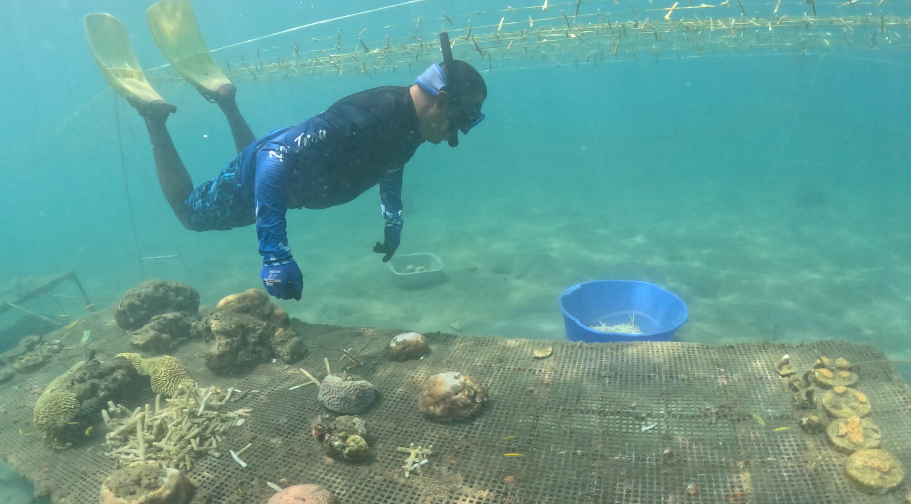 Un pescador trabaja en la regeneración de corales, en Santa Marta.