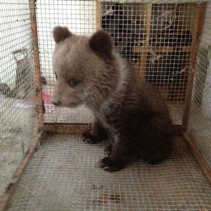 La cr&iacute;a de oso pardo hallada sin su madre en el municipio de Aub&egrave;rt.