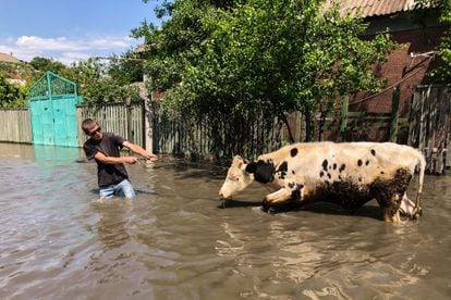 Un hombre evacua a una vaca, este martes en Jerson. 