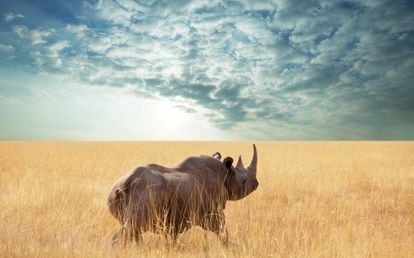 Un rinoceronte en el parque nacional de Etosha, en Namibia. 
