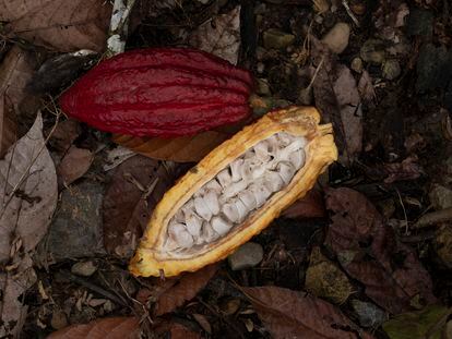 Una mazorca de cacao abierta por la mitad, en un campo de Policarpa, en Nariño (Colombia).
