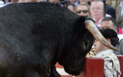 El toro de Miura  &#039;Zapatero&#039; salta la barrera de la plaza de La Maestranza, durante la 16&ordf; corrida de la Feria de Abril, en Sevilla. 