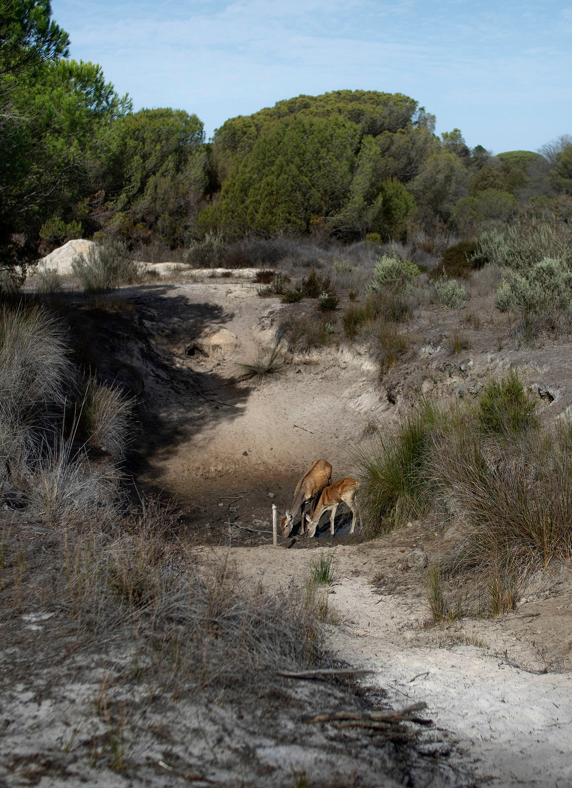 Dos ciervos bebían de un hueco artificial excavado para que el ganado y los animales silvestres tengan agua.