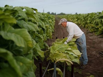 Un trabajador en una cosecha de tabaco en Extremadura (España).