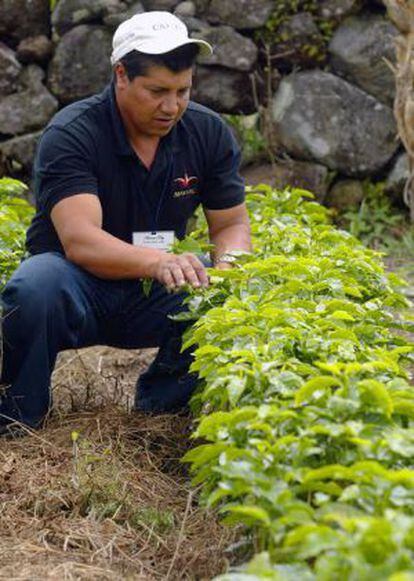 Antonio Pitty cultiva plantas de geisha en Panamá.