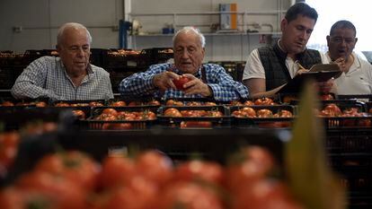 Unos hombres examinaban tomates, en la alhóndiga de Mazarrón.