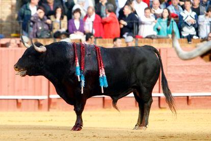 'Arrojado', el toro de 500 kilos de la ganadería de Núñez del Cuvillo, que ha sido indultado tras ser lidiado por el diestro José María Manzanares.
