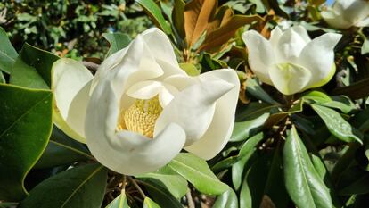 Flores de magnolia a finales del mes de junio de 2022 en el parque del Retiro de Madrid.