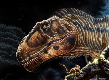 Meraxes giga had a 1.27 meter long skull and it is possible that it had ornamentation in the area of ​​the snout and around the eyes, like many other carcharodontosaurids.