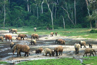 La gran salina en el corazón de Dzanga Sangha, siempre llena de elefantes.