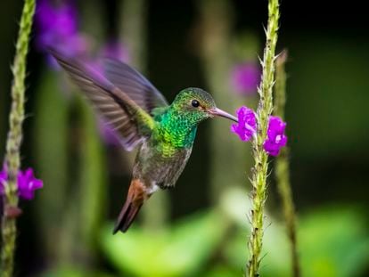 Un colibrí toma néctar de una flor mientras vuela, en el Parque Nacional Volcán Arenal, Costa Rica.