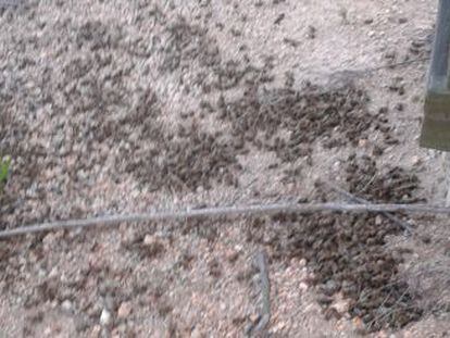 Abejas muertas en una explotación de Santa Coloma de Farners.