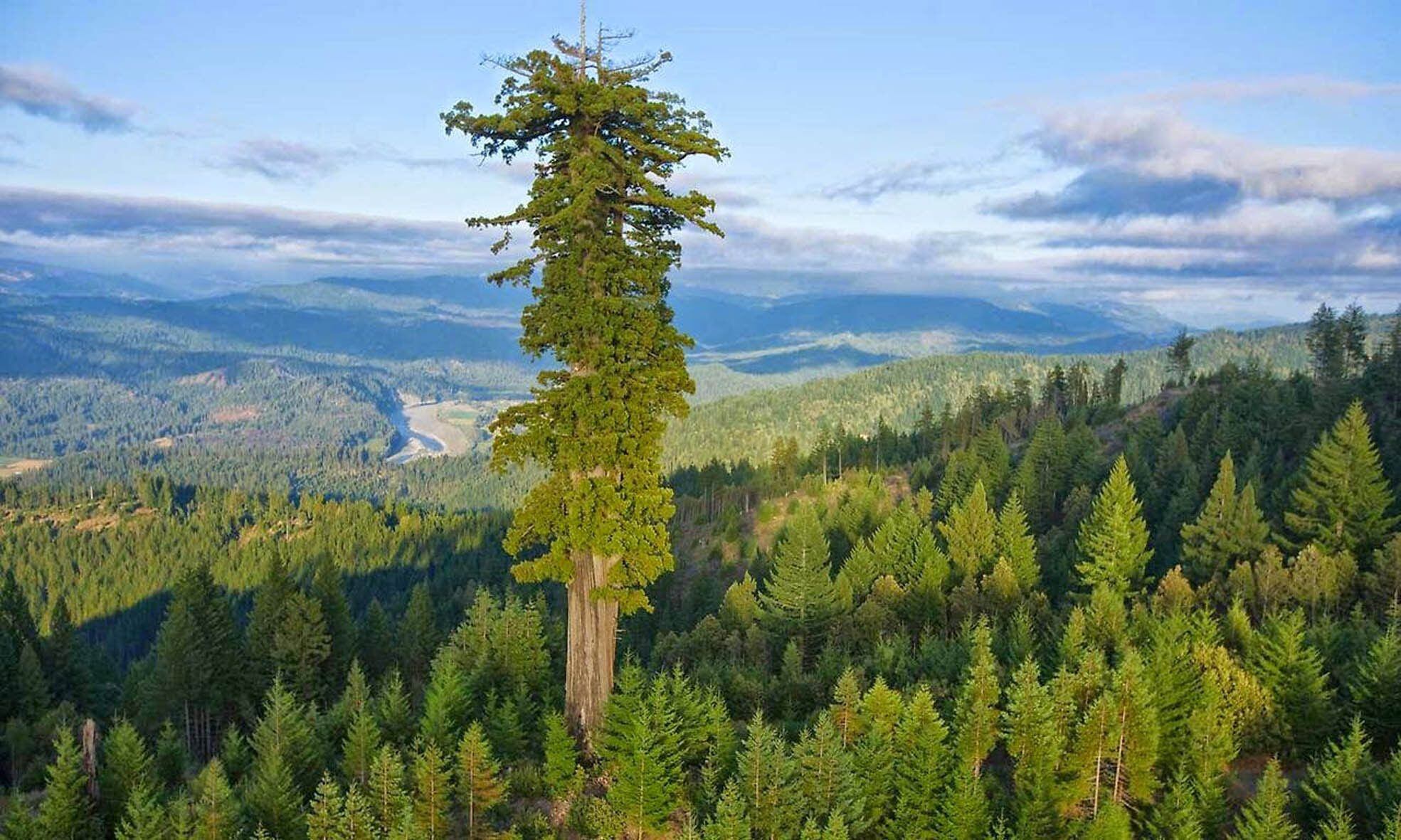Hyperion, la secuoya del Parque Natural de Redwood (California), con sus 115 metros, es el árbol de mayor altura del planeta.