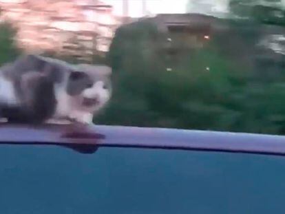 A 100 kilómetros por hora con un gato en el techo del coche
