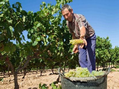 Inicio de la vendimia Aldeanueva, La Rioja.