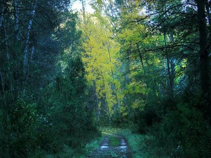 Bosque en Titaguas por el que discurre uno de los senderos de pequeño recorrido de la zona del Alto Turia.