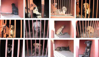 Perros capturados por la policía de México DF tras la muerte por mordeduras de cinco personas.