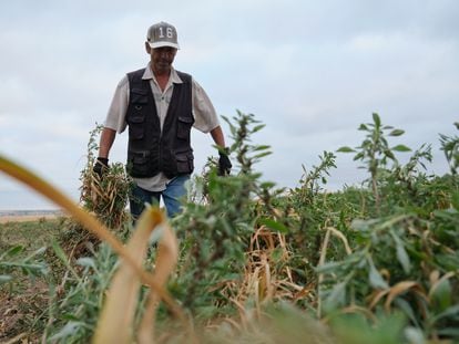 Un agricultor durante la recogida del ajo morado en un campo de la cooperativa Coopaman, en Las Pedroñeras (Cuenca).