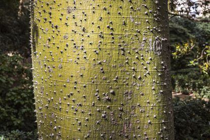 Detalle del tronco de la Ceiba, originario de Sudamérica. Tiene el tronco verde y grande por la base, recubierta de pinchos.