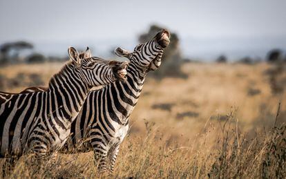 ¿De qué se reirán estas dos zebras del parque nacional de Nairobi, colindante con la capital de Kenia?