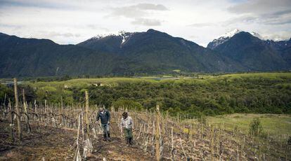 Enólogos en un viñedo de la bodega Villasenor, donde se produce el vino Puelo Patagonia, en la región de Los Lagos (Chile).