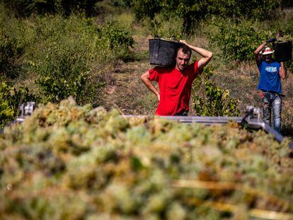 Carles Roses y Xaxi trabajan en el viñedo de Vila Morgades de Vilafranca del Penedès, este jueves.