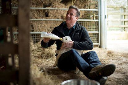 David Cameron alimenta a un cordero en una granja, este domingo en Chadlington.