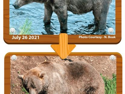 'Otis', ganador de la Semana del Oso Gordo de Alaska, antes y después de incrementar su peso para la hibernación.