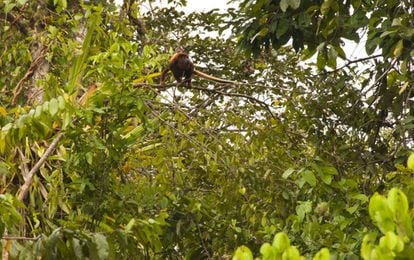 Un mono aullador sigue a su manada a lo largo de los inmensos árboles que se encuentran a orillas del río Cocaya.