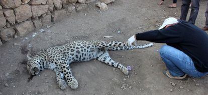 Un experto examina el cuerpo del leopardo de Anatolia, en Cinar.