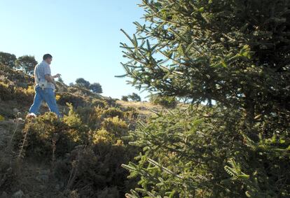 Ejemplar de pinsapo, abeto singular que crece en las sierras de Málaga y Cádiz.