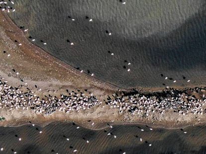 Colònia de flamencs al Delta de l'Ebre.