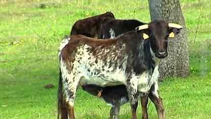 Una vaca brava amamanta a su becerro.